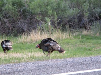 IMG_0571.jpg