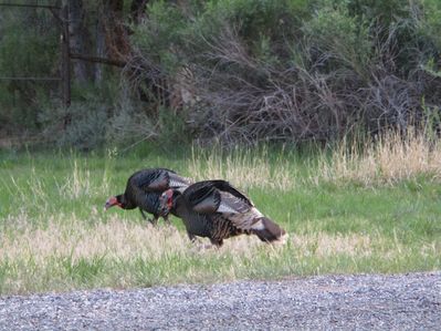 IMG_0572.jpg