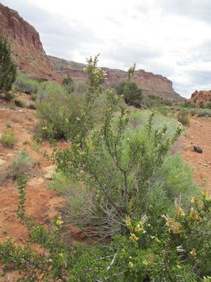IMG_1241.jpg