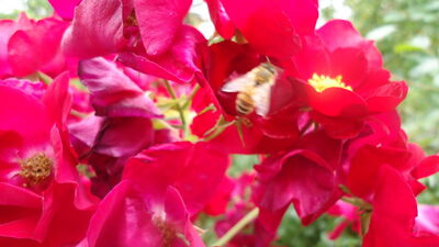 DSC04066.JPG