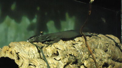 DSC04090.JPG