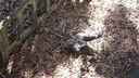 Filename=DSC03735.JPG
Filesize=394KiB
Dimensions=1080x608
Date added=Mar 26, 2024 DSC03735.JPG
