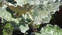 Filename=DSC03830.JPG
Filesize=341KiB
Dimensions=1080x608
Date added=Mar 26, 2024 DSC03830.JPG