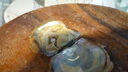 Filename=DSC03902.JPG
Filesize=292KiB
Dimensions=1080x608
Date added=Mar 26, 2024 DSC03902.JPG