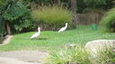 Filename=DSC03940.JPG
Filesize=376KiB
Dimensions=1080x608
Date added=Mar 26, 2024 DSC03940.JPG