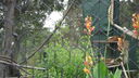 Filename=DSC03948.JPG
Filesize=372KiB
Dimensions=1080x608
Date added=Mar 26, 2024 DSC03948.JPG
