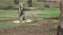 Filename=DSC04000.JPG
Filesize=389KiB
Dimensions=1080x608
Date added=Mar 26, 2024 DSC04000.JPG