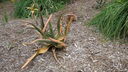 Filename=DSC04010.JPG
Filesize=390KiB
Dimensions=1080x608
Date added=Mar 26, 2024 DSC04010.JPG