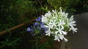 Filename=DSC04055.JPG
Filesize=384KiB
Dimensions=1080x608
Date added=Mar 26, 2024 DSC04055.JPG