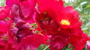 Filename=DSC04065.JPG
Filesize=278KiB
Dimensions=1080x608
Date added=Mar 26, 2024 DSC04065.JPG