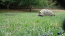 Filename=DSC04114.JPG
Filesize=378KiB
Dimensions=1080x608
Date added=Mar 26, 2024 DSC04114.JPG