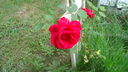 Filename=DSC04559.JPG
Filesize=395KiB
Dimensions=1080x608
Date added=Mar 26, 2024 DSC04559.JPG