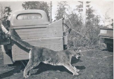 cougar3008.jpg