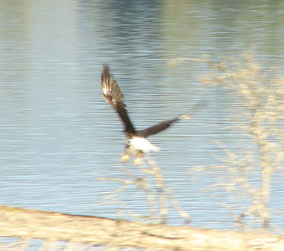 eagle_in_flight.JPG