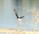 eagle_in_flight.JPG