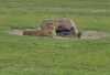 Filename=cheetah.jpg
Filesize=152KiB
Dimensions=416x283
Date added=Mar 26, 2024 cheetah.jpg