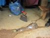 Filename=coaliron1.JPG
Filesize=457KiB
Dimensions=1024x768
Date added=Mar 26, 2024 coaliron1.JPG