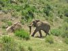 Filename=elephant.JPG
Filesize=612KiB
Dimensions=1024x768
Date added=Mar 26, 2024 elephant.JPG
