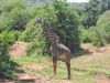 Filename=giraffe.JPG
Filesize=628KiB
Dimensions=1024x768
Date added=Mar 26, 2024 giraffe.JPG