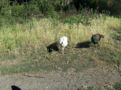 IMG_2142.jpg