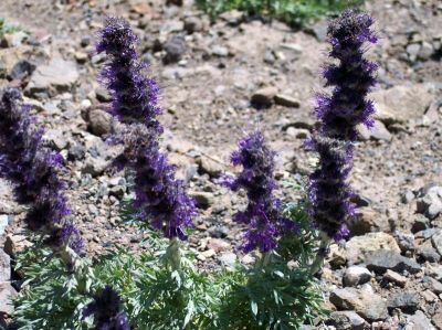 100_1050.jpg