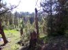 Filename=100_1069.jpg
Filesize=174KiB
Dimensions=800x599
Date added=Mar 26, 2024 100_1069.jpg