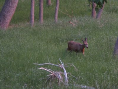 IMG_0080.jpg