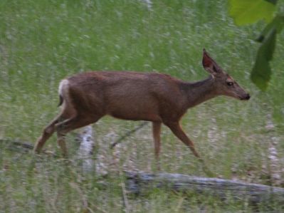 IMG_0082.jpg